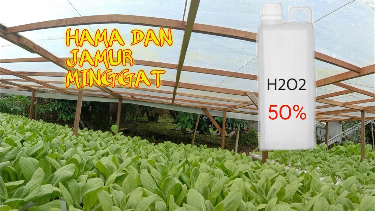 Dosis dan takaran hidrogen peroksida h2o2 50% untuk tandon nutrisi tanaman sayuran hidroponik