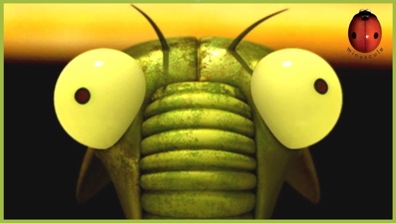 Cicada Do Brasil | Minuscule 🍃 95' Compilation