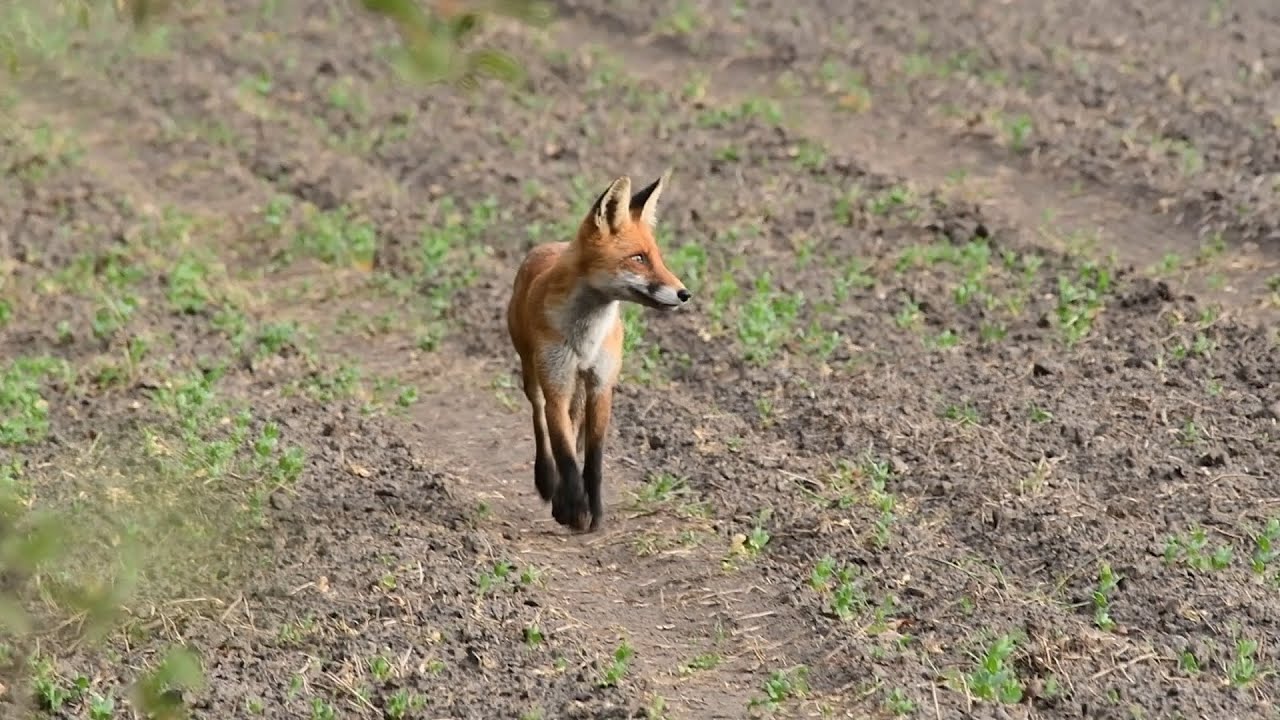 По вовчих слідах. Лисиці на території вовків.