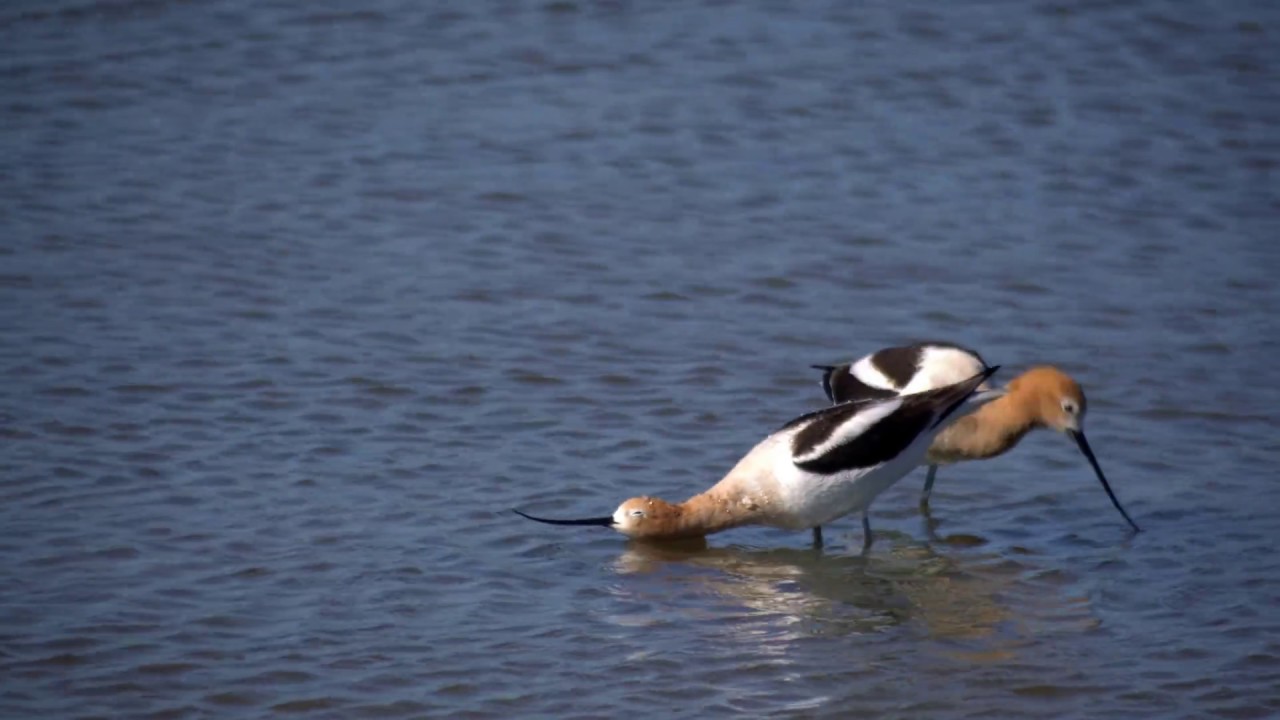 American Avocet mating ritual