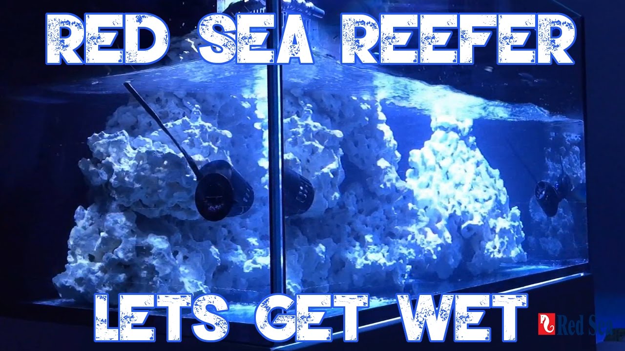 Red Sea Reefer 250 | LETS FILL UP THE REEFER | SUMP OVERVIEW