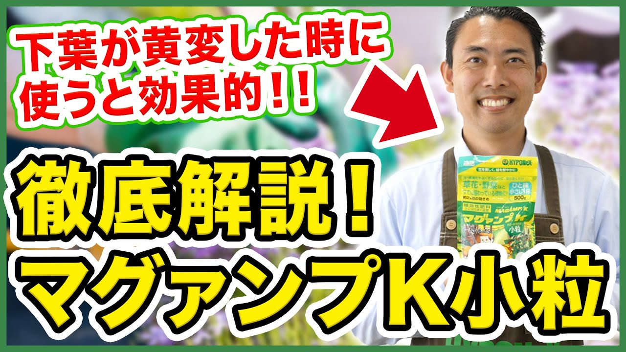 【園芸の基本】マグァンプK小粒の使い方を徹底解説！〜〇〇な時に使うと効果大！！～【園芸塾】【ハイポネックス】