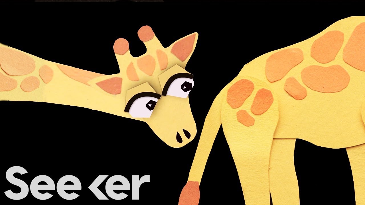 The Bizarre Way Male Giraffes Know it&rsquo;s Sexy Time