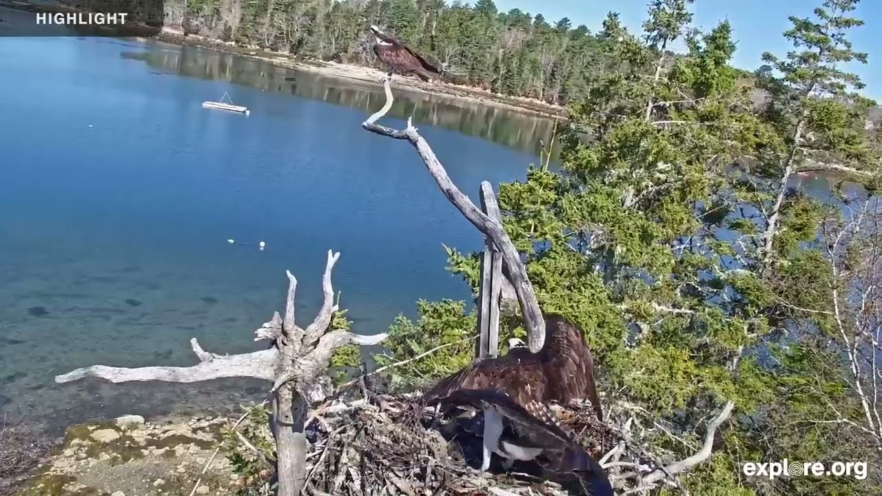 Audubon Osprey Nest | 2025 Highlights