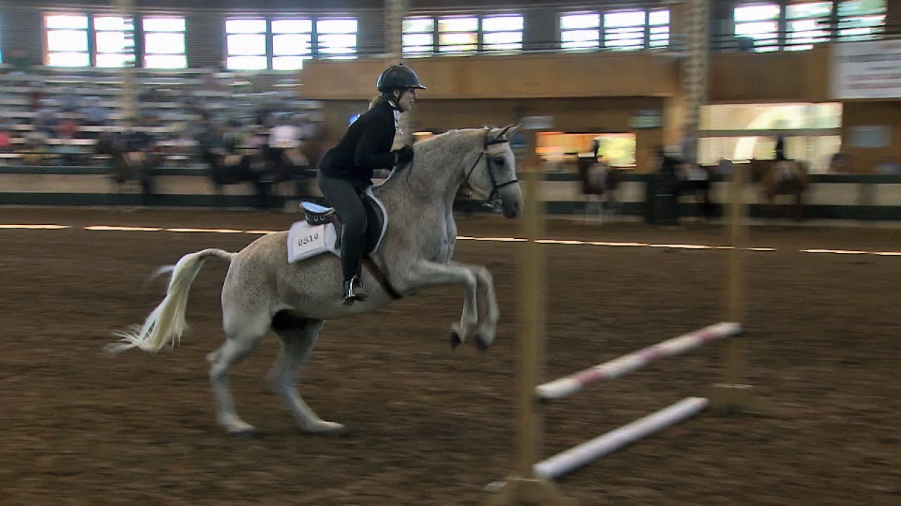 FFA Horses | Iowa State Fair 2013
