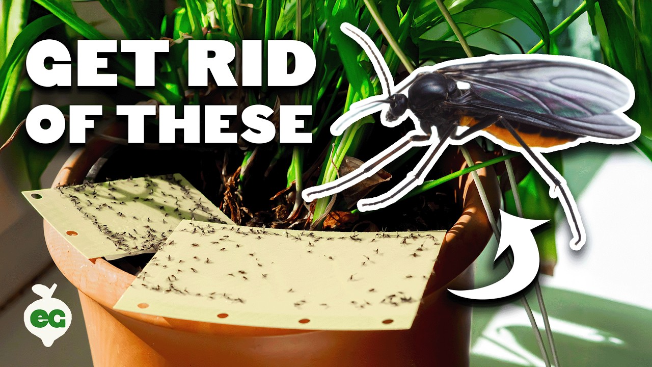 Foolproof Fungus Gnat Prevention and Control