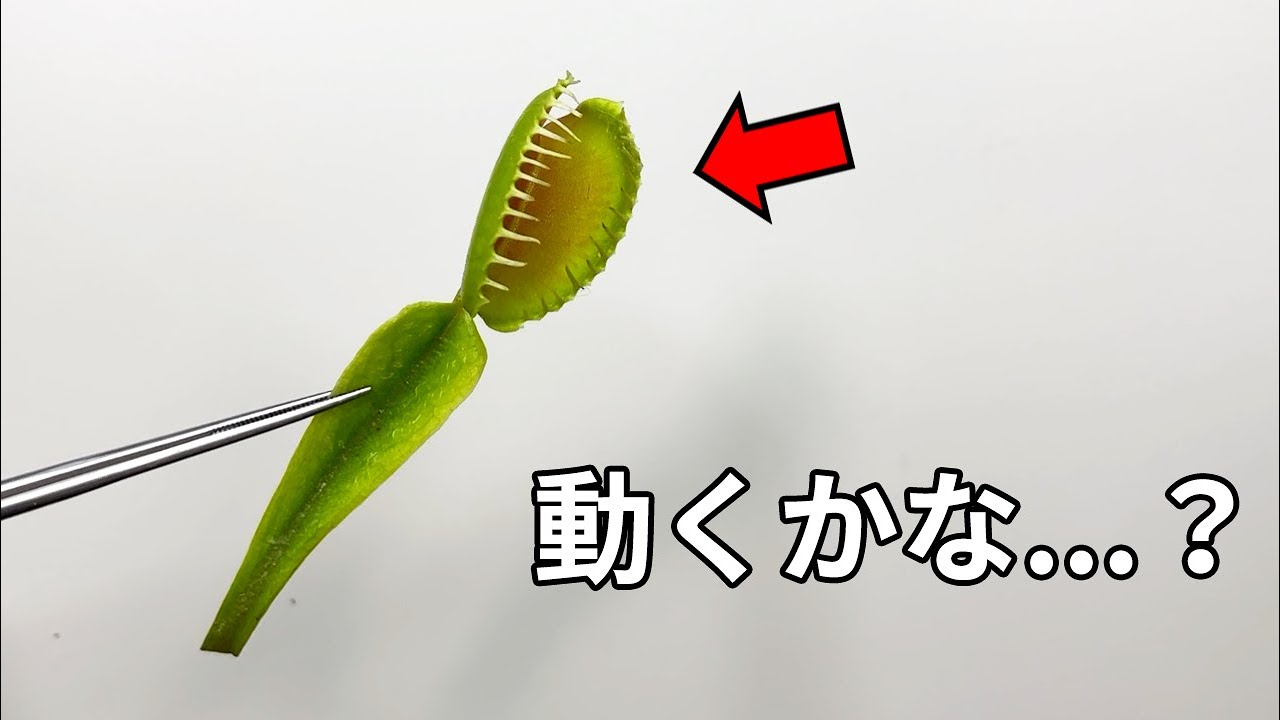 ハエトリグサは切り取られても動く？【食虫植物の解剖】