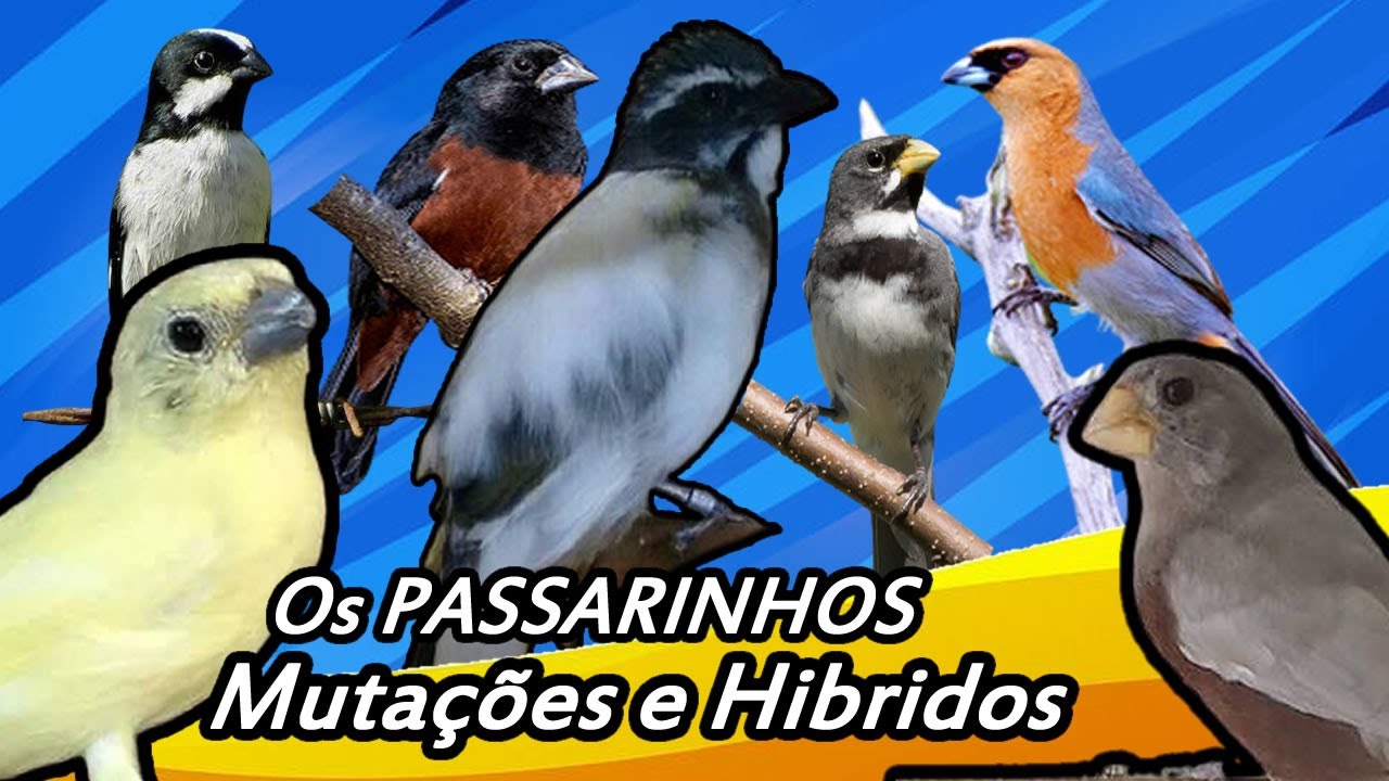 Os Passarinhos Hibridos e Mutação