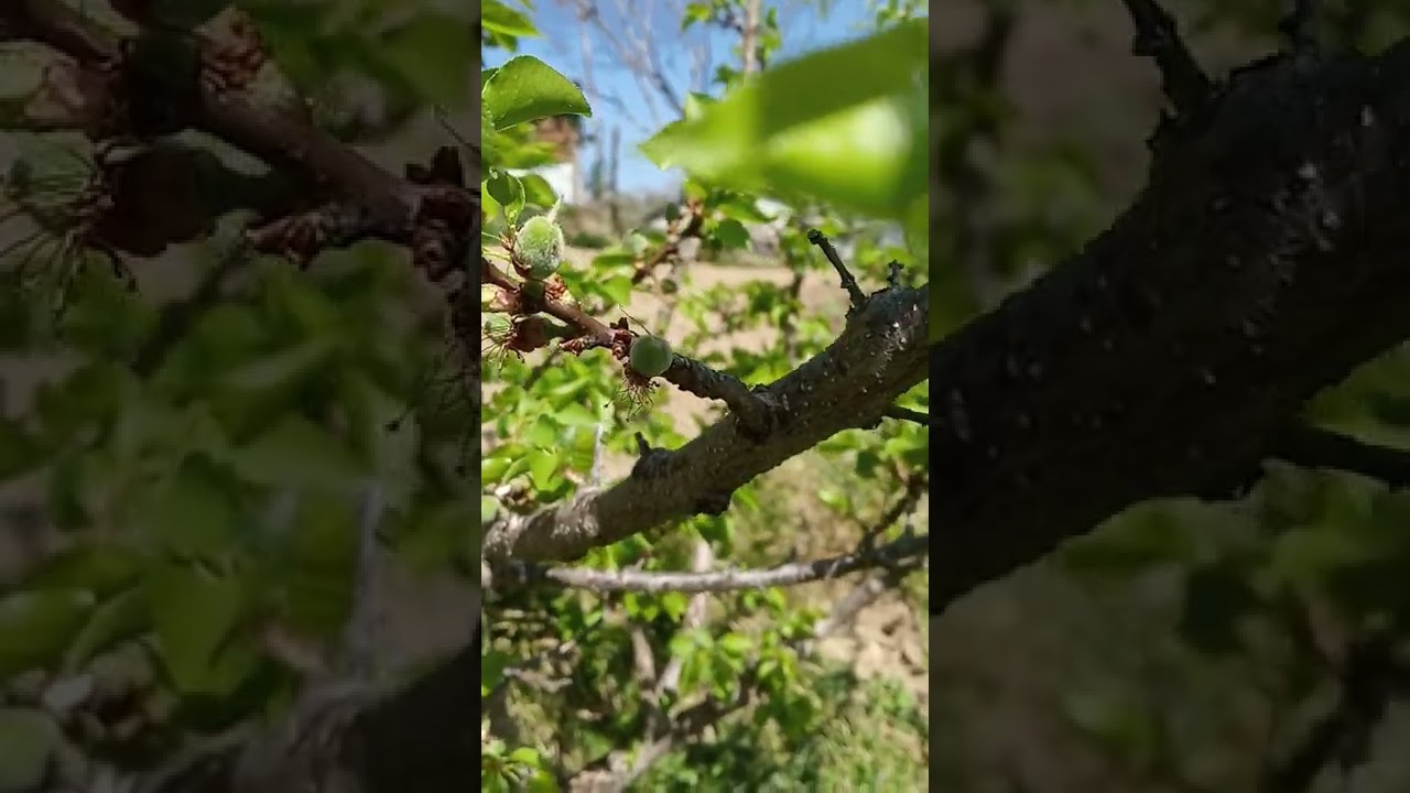 25 Mar 2022, Apricot fruit setting.