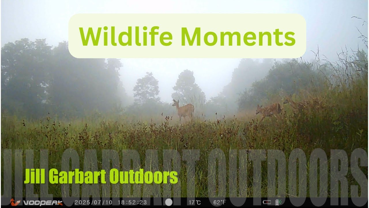 Trail Cam Wildlife Stories | Summer Nights in West Virginia