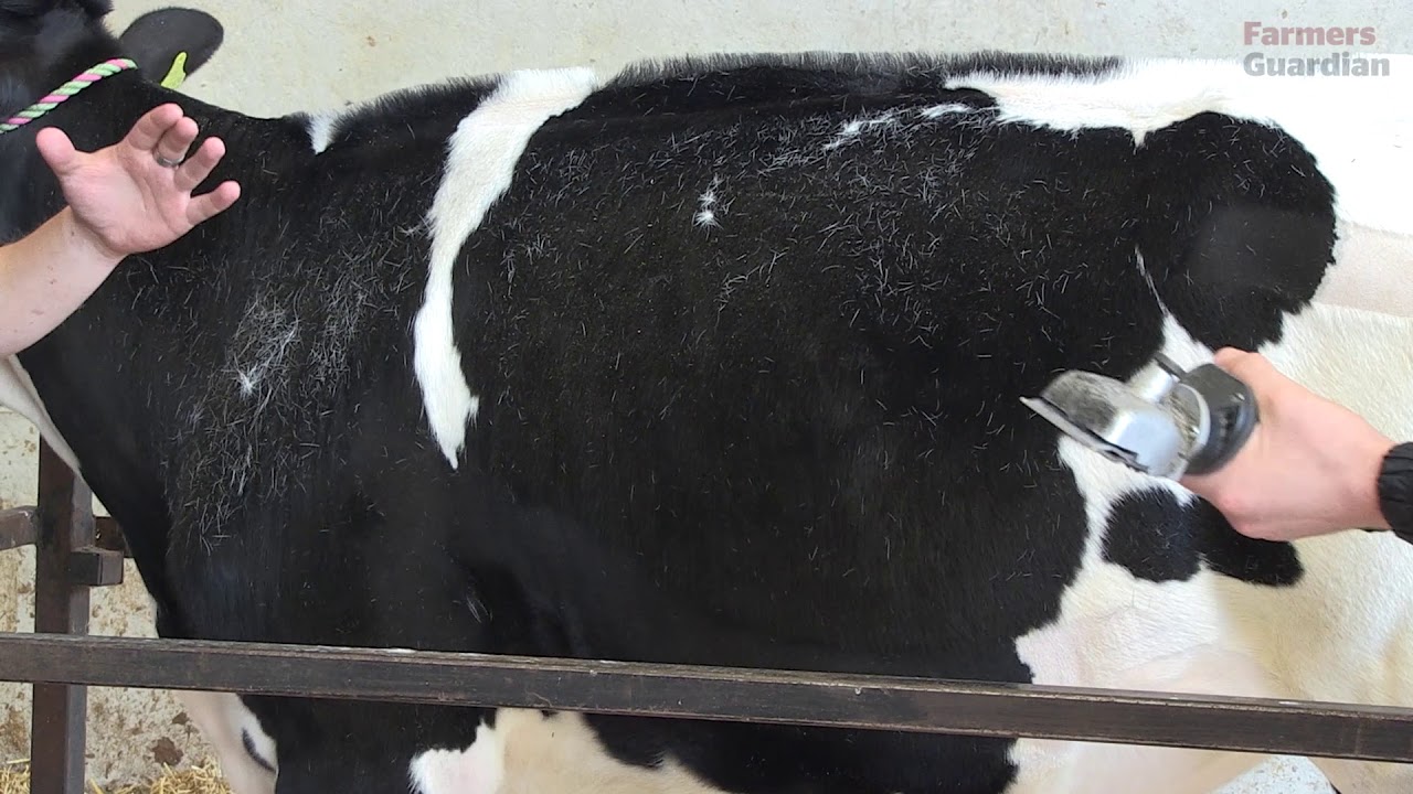 How to prepare a calf for the showring