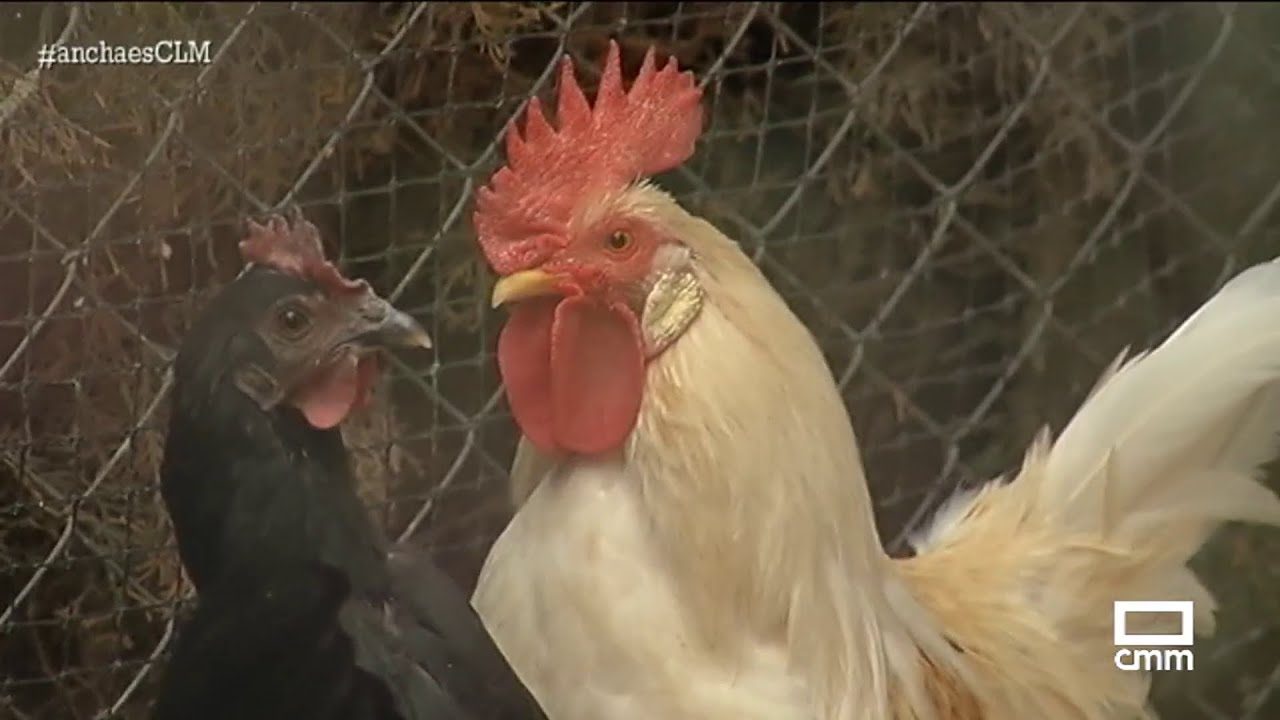 Un gallo, uno mas en el cole 'La Felipa' | Ancha es Castilla-La Mancha