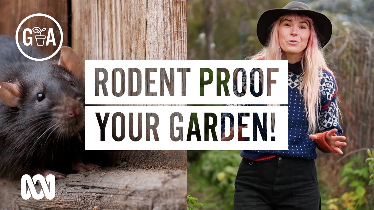 How to Keep Rats & Mice Out of Your Garden | Pest & Disease Control | Gardening Australia