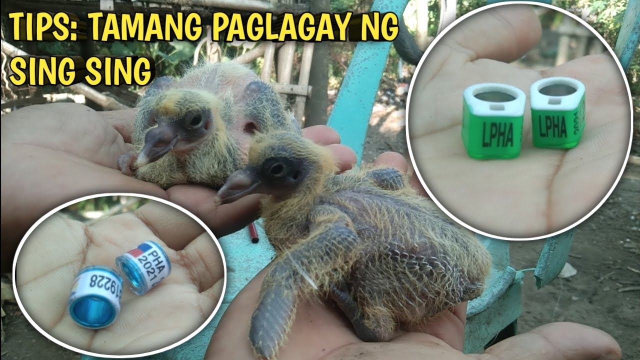 Tip's: Tamang Paglagay ng Sing Sing ng Kalapati....