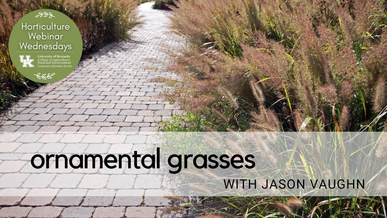 Ornamental Grasses
