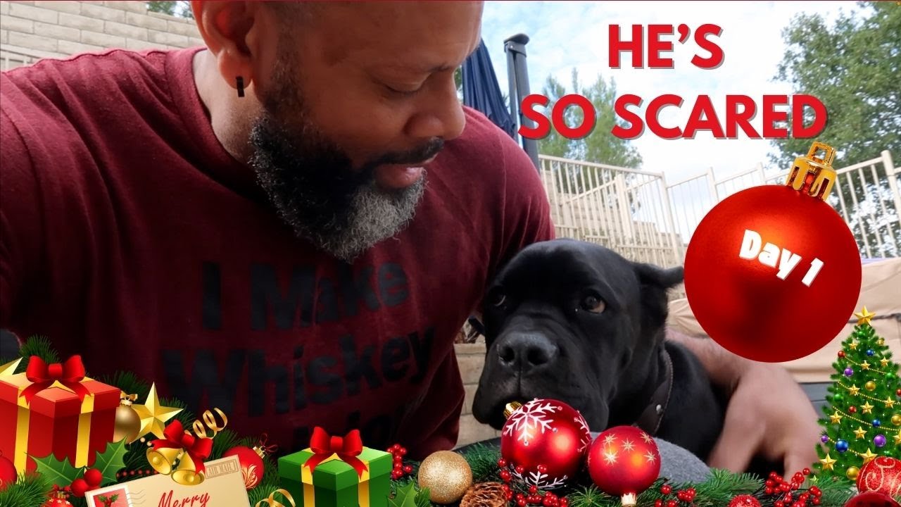 He's So Scared!!! 🐶 | 2024 Vlogmas Day 1 | That Chick Angel TV
