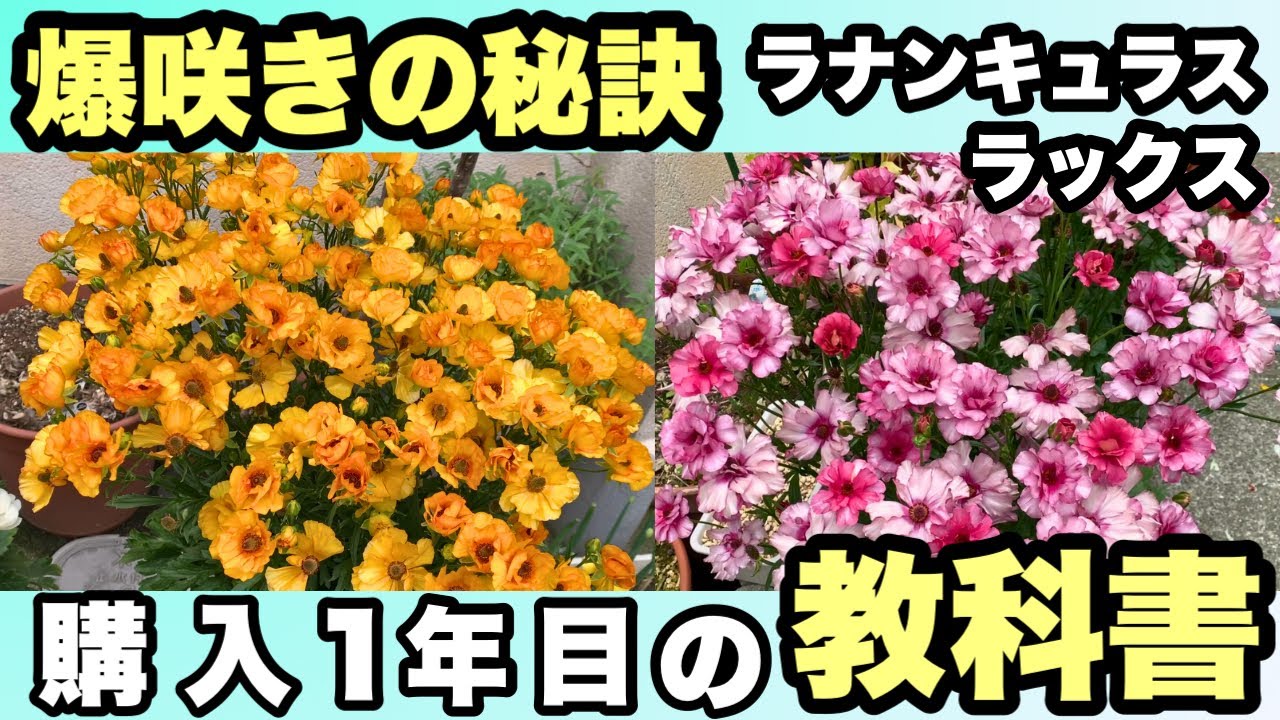 ラックス徹底解説！来年爆咲させよう✨