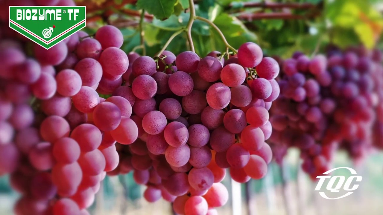BIOZYME TF - Video de producto