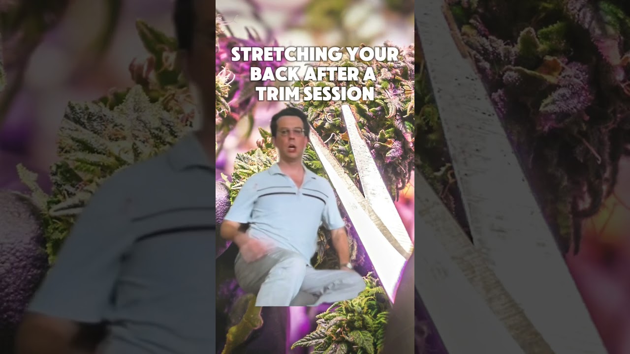 Mind your posture when hand trimming 🤣