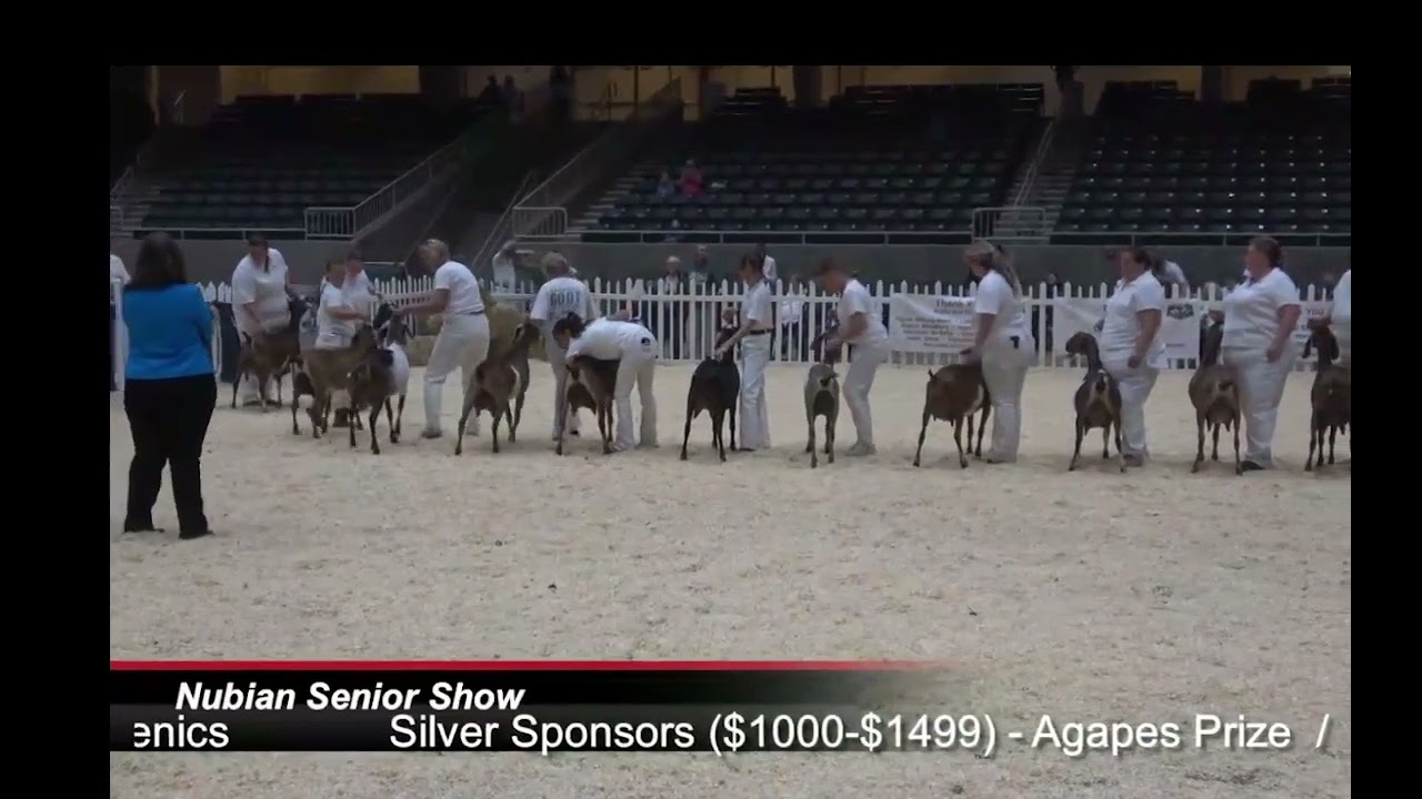 2023 Nubian Sr ADGA National Show