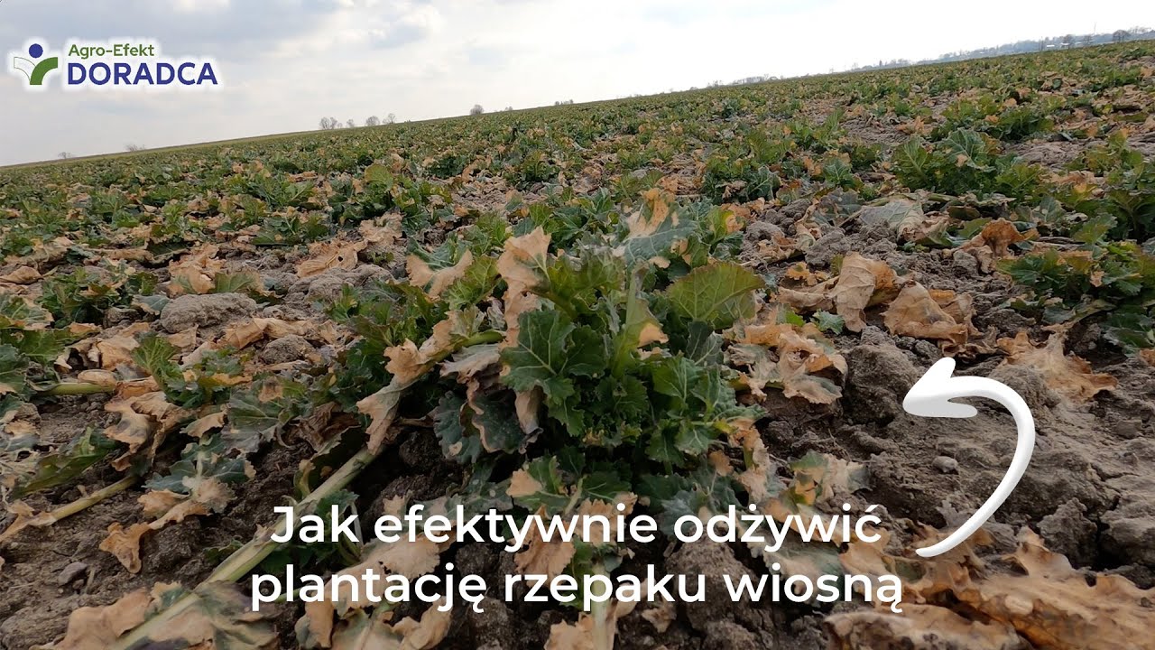 Efektywne odżywianie rzepaku wiosną | Agro-Efekt