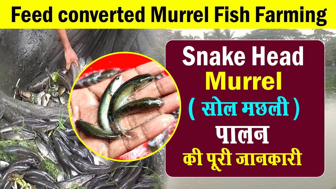 Murrel Farming In India &ndash;Sole fish farming की जानकारी-Snakehead Fish Farming-korramenu fish farming