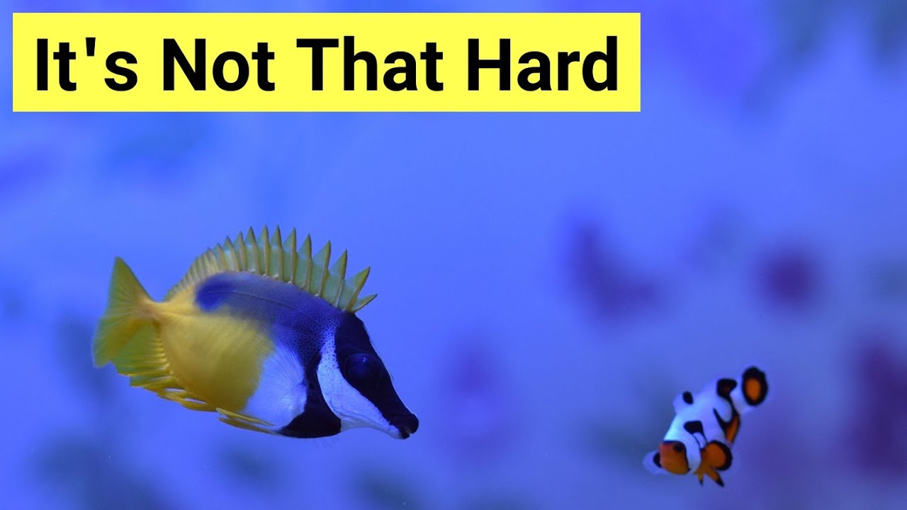 You're Overthinking Your First Saltwater Tank (Wannabe Aquarists Must Watch)