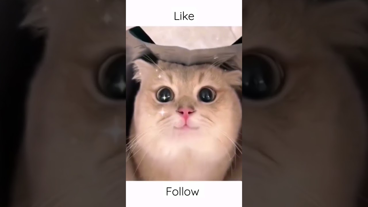 animali divertenti - cuccioli gatti divertenti 😹- video di animali divertenti 2023 😻 