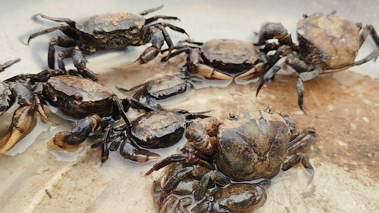 Everything You Need to Know About Rice Field Crabs