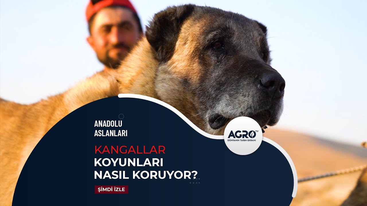 Kangallar koyunları nasıl koruyor! | Anadolu Aslanları