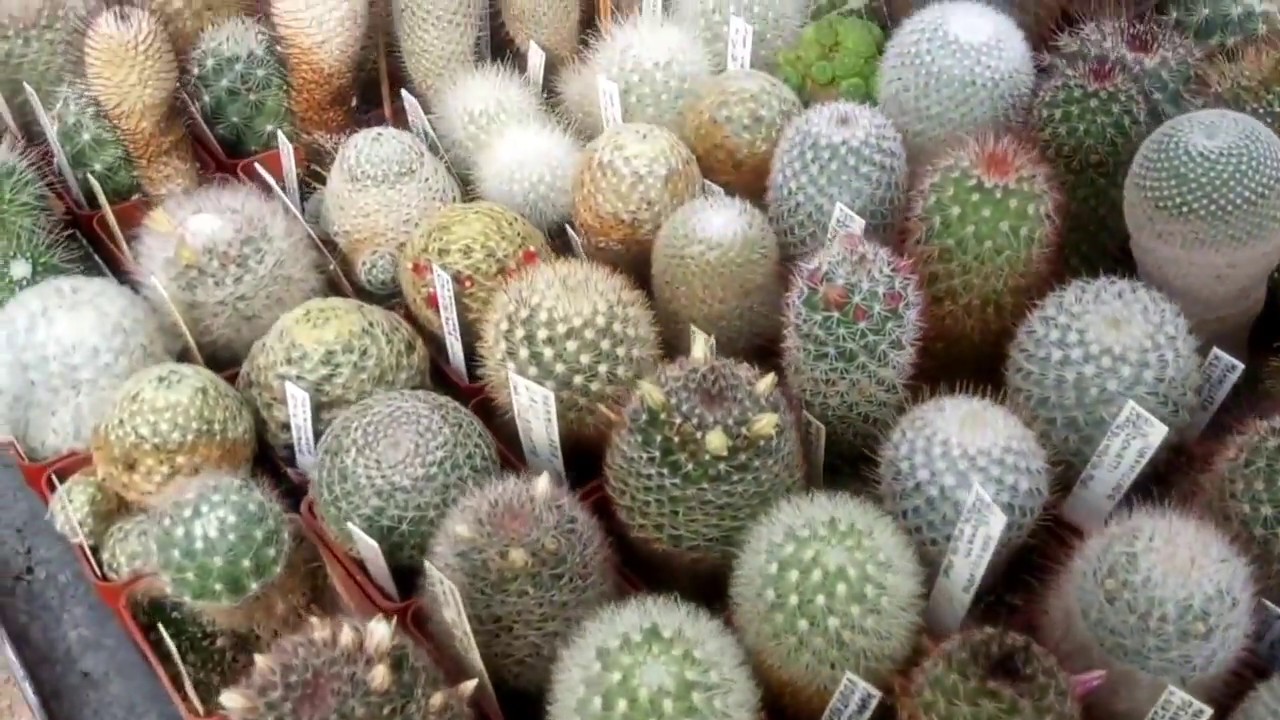 Cactus Tour 2018 Czech Republic #5