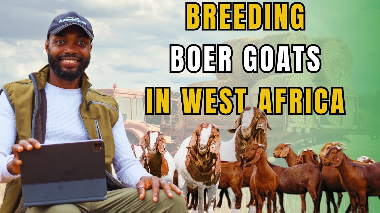 HOW to Find the PERFECT BOER GOATS for Breeding in West Africa