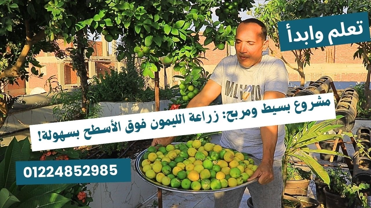 🌿 أسرار زراعة الليمون فوق الأسطح بنجاح مذهل! للدكتور عبدالرحمن شحاتة 01224852985