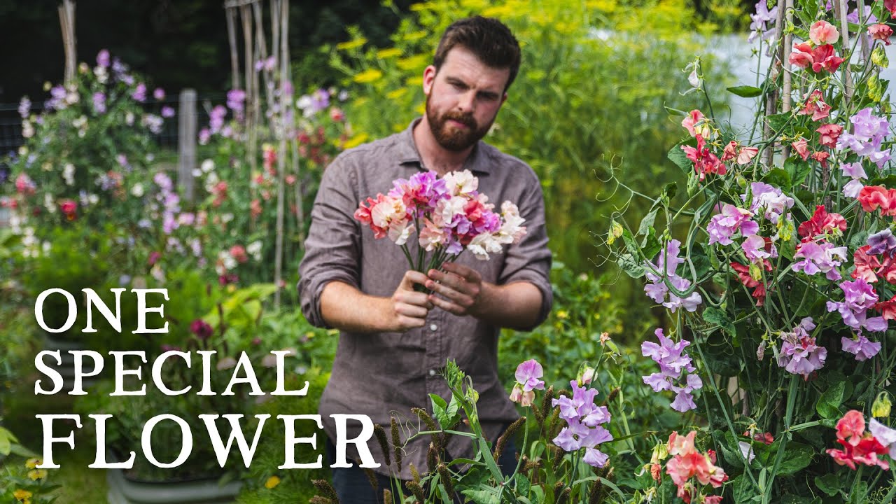 Grow Your Own Sweet Peas | Best Varieties, Growing Tips & Arranging