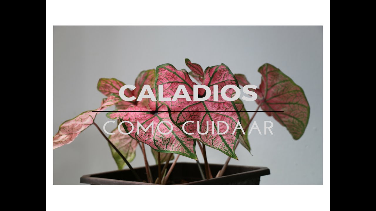 CALADIOS / OREJAS DE ELEFANTE / CORAZON DE JESUS (HD)