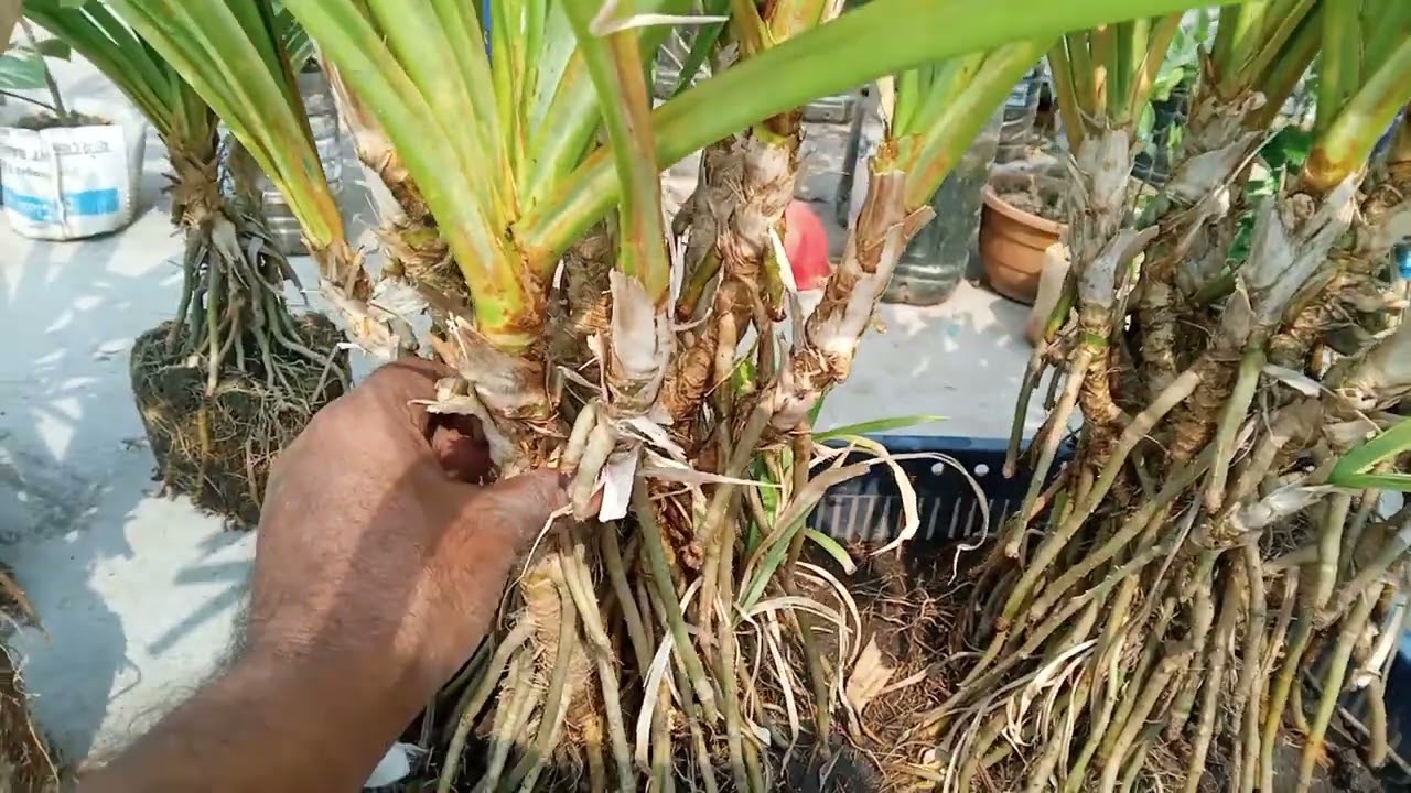 পোলাও পাতা গাছের  চারা রোপন ও পরিচর্যা || How to grow & care of pandan plant.