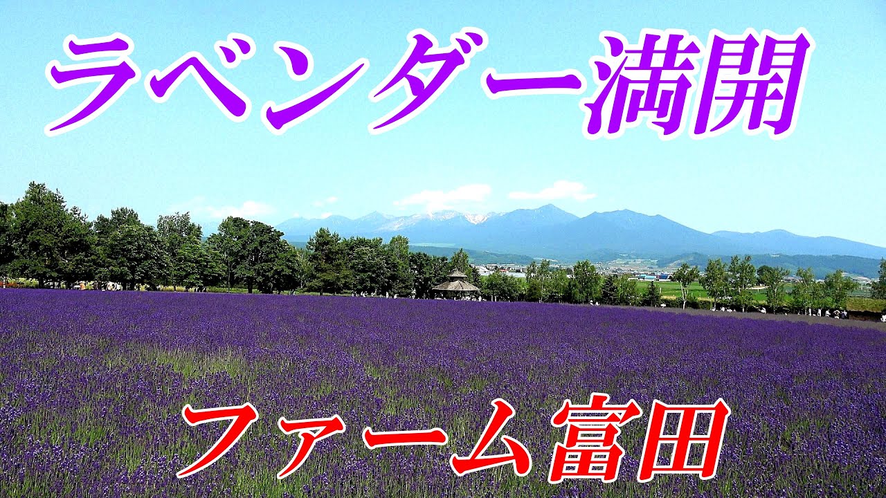 【速報】早咲きラベンダー満開！！「北海道 富良野 ファーム富田」４K