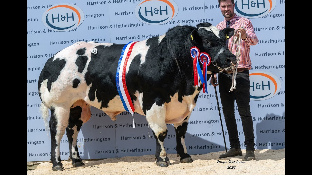 British Blue Spring Sale Top Prices 2024 (Bulls)