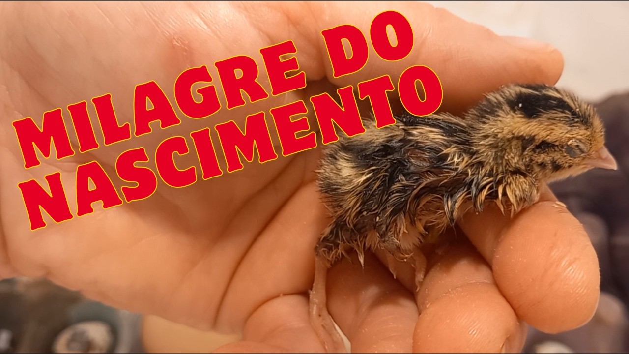 Fizemos uma chocadeira de isopor