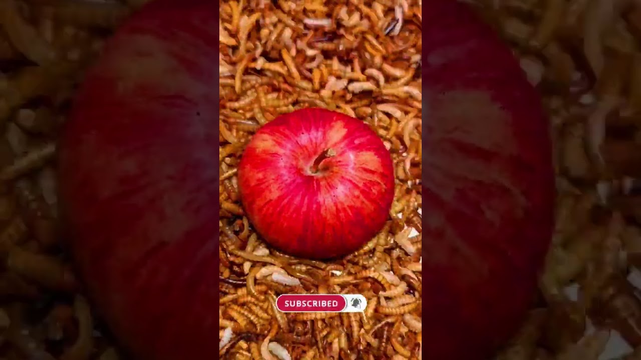 14000superworms eating apple#short#shorts#apple