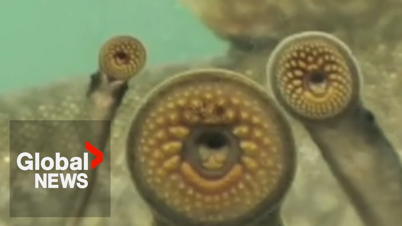 Invasive “vampire fish” on killing spree in Great Lakes