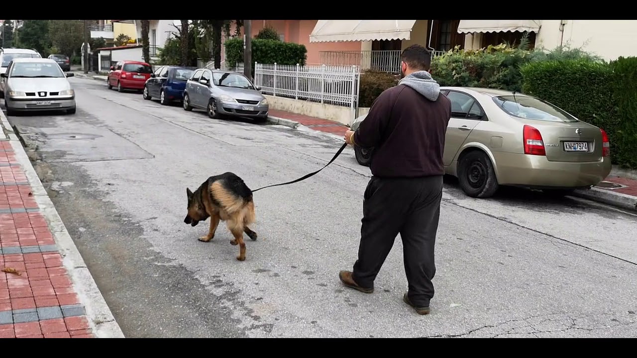 Γερμανικός ποιμενικός πριν και μετά