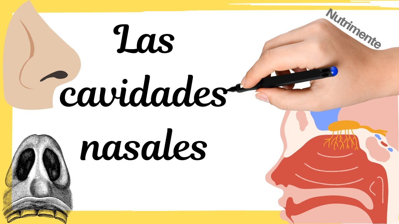 Las CAVIDADES NASALES - Sus partes y características [Sistema Respiratorio Humano]