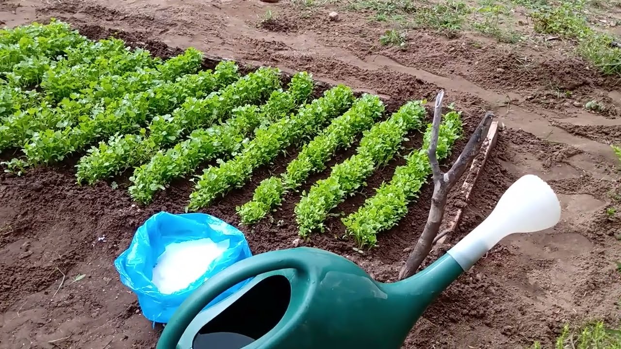 tamanho certo para aplicar ureia no COENTRO 🍀