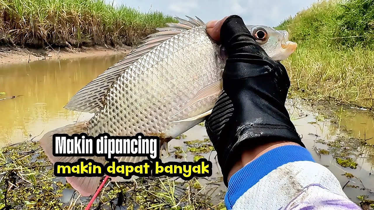 Makin dipancing makin dapat banyak