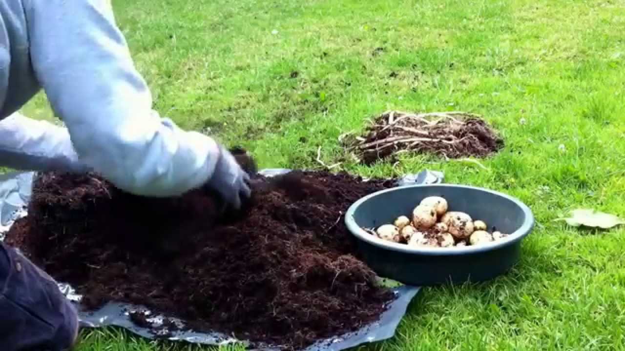 Rocket - Potato Reveal 2 - Mossy's Mini Allotment 2015
