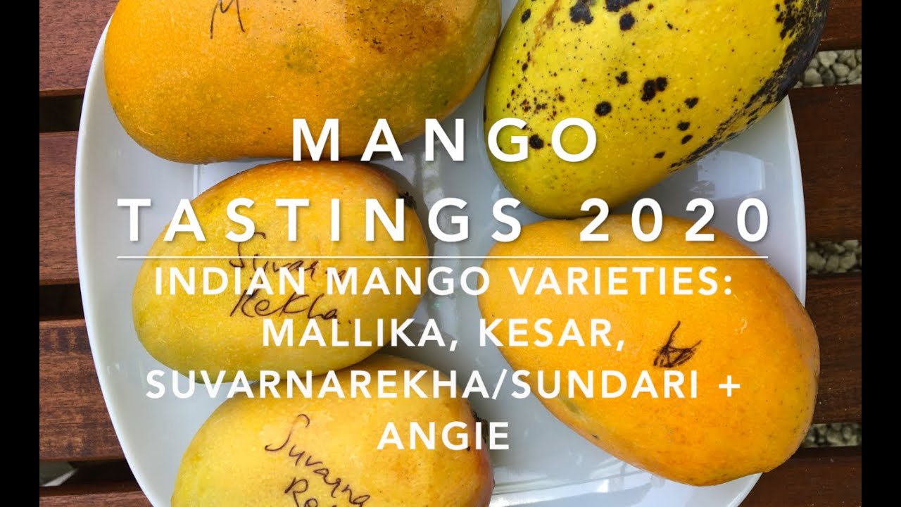 Florida Mango Tastings 2020 - Indian Mango Varieties: Mallika, Kesar, Suvarnarekha/Sundari + Angie