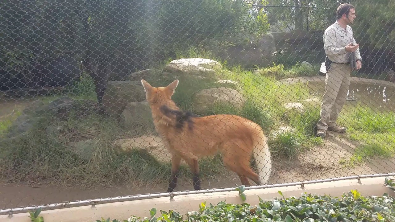 Maned Wolf feeding time at the San Diego Zoo