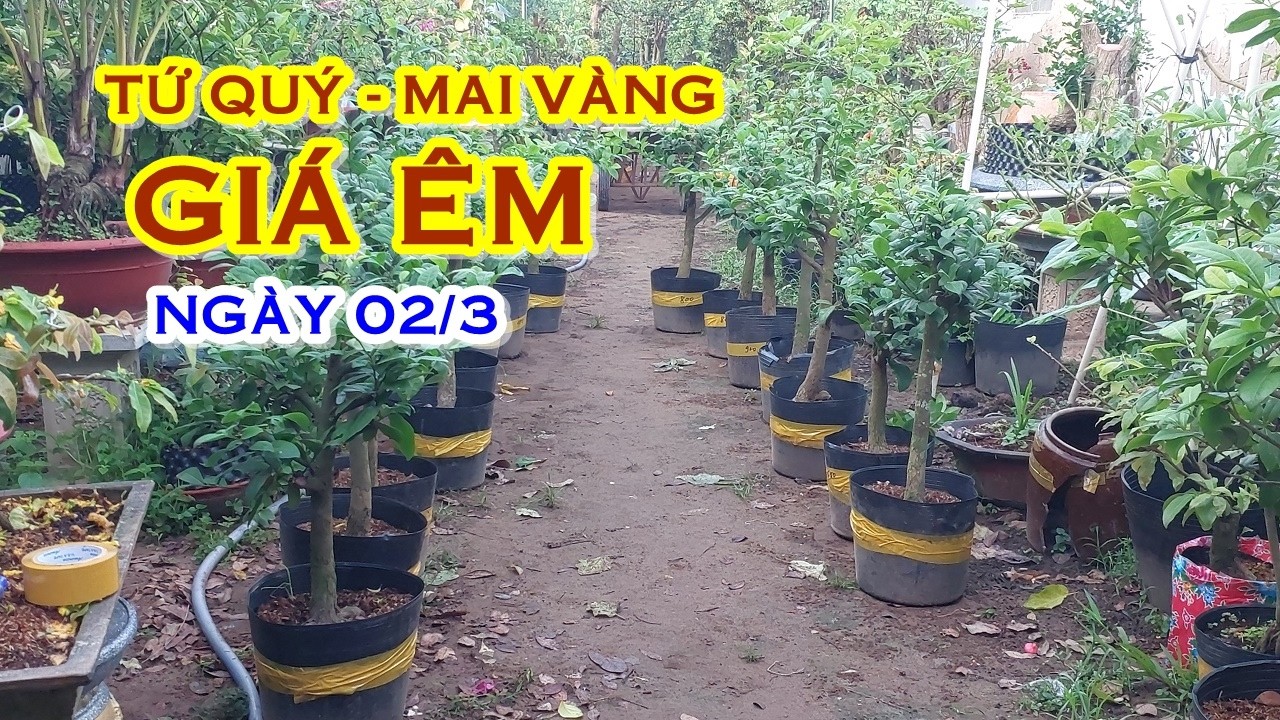 TÚ 📲 O764O69941 MAI TỨ QUÝ, MAI VÀNG GIAO LƯU NGÀY 02/3 