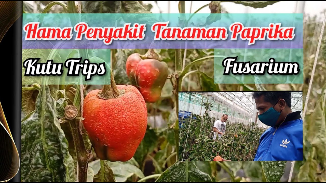 Hama Penyakit Kutu Trips Fusarium tanaman Paprika